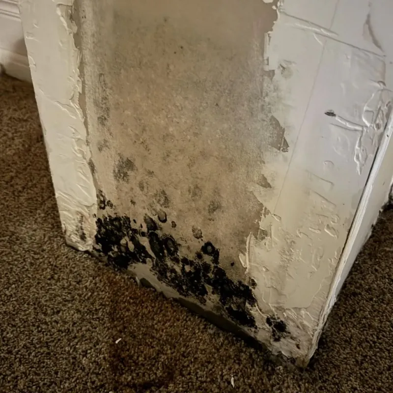 Professional Mold Removal in Lake Nacimiento, CA